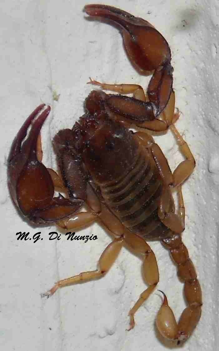 Euscorpius aquilejensis